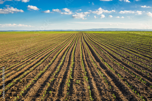 Green corn maize field in early stage