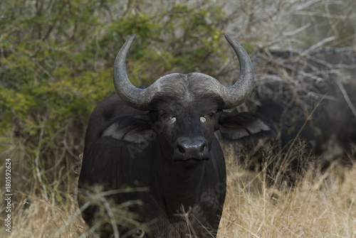 Bovidae  Cape buffalo 