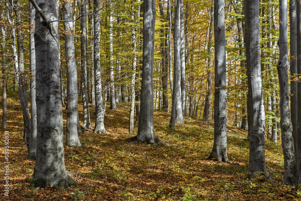 Sunny autumn day in a beech forest Sunny autumn day in a beech forest
