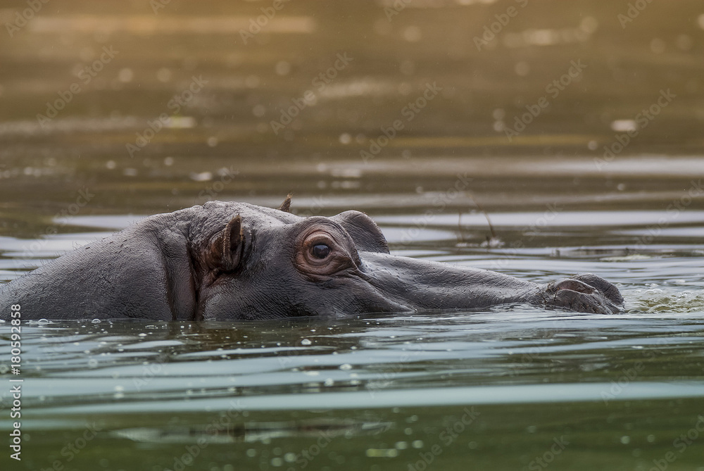 HIPPOPOTAMUS AMPHIBIUS, South Africa HIPPOPOTAMUS AMPHIBIUS, South Africa
