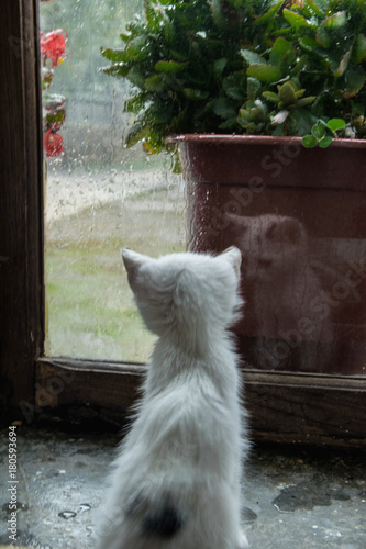 Fototapeta Naklejka Na Ścianę i Meble -  Little kitty lookin the rain by the windows