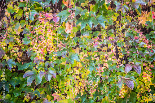Fototapeta Naklejka Na Ścianę i Meble -  verfärbter Efeu im Herbst