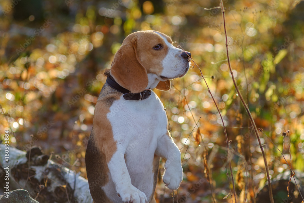 dog portrait Beagle in autumn forest