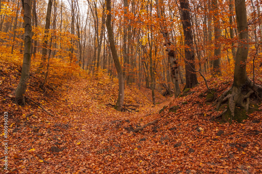 autumn forest hike fall colors outdoor, fall season 