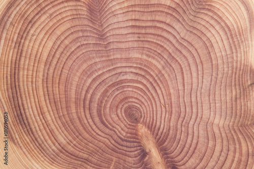 Wood round texture. Cracked juniper.