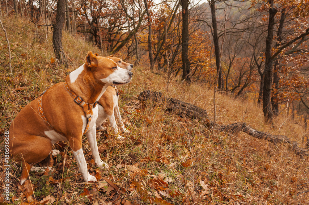 terrier brown and white colored dogs in autumn forest nature landscape