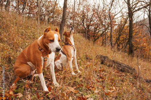 terrier brown and white colored dogs in autumn forest nature landscape