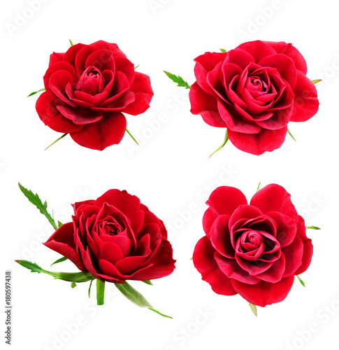 Set of red roses isolated on white background with clipping path.