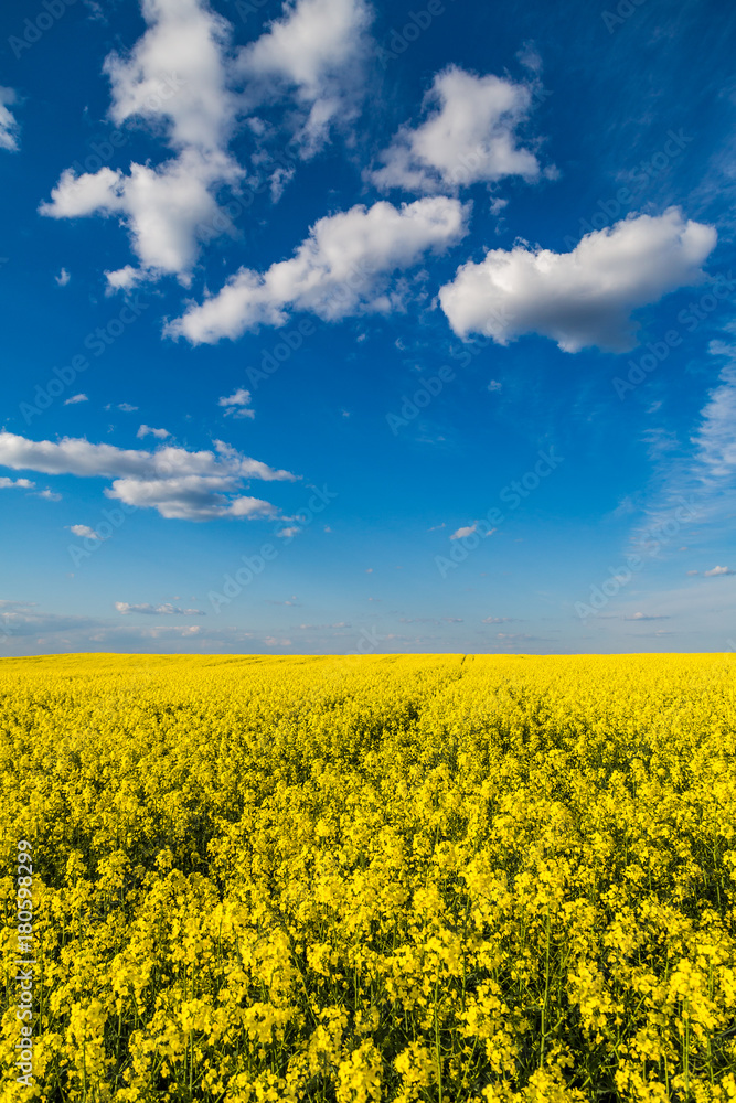 Canola rapeseed flowers at field