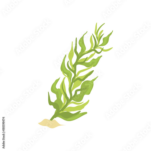 Illustration of green seaweed in cartoon flat design. Aquarium design element. Coral icon.