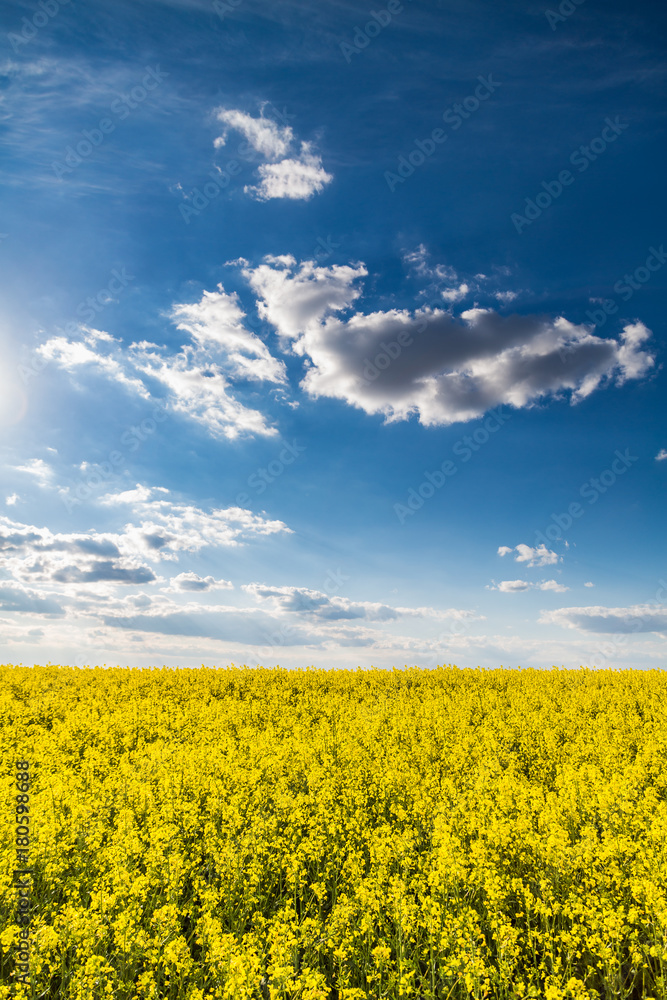 Canola rapeseed flowers at field Canola rapeseed flowers at field