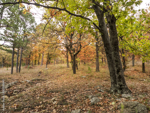Hardwood Forest in Autumn  October colors background 