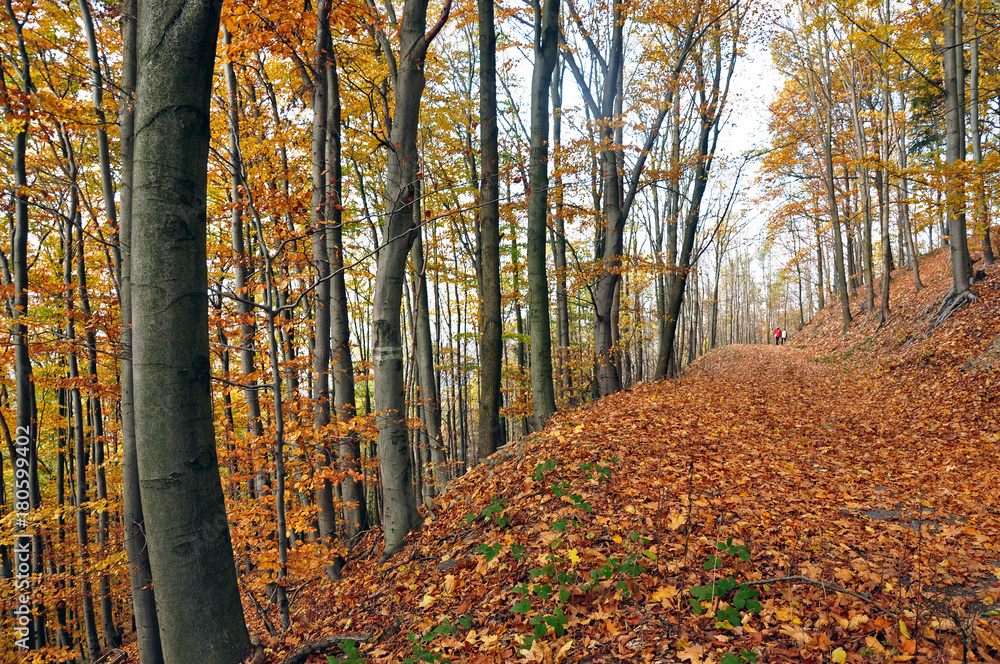 Fototapeta premium Autumn in the mountains Jeseníky, Sternberk, Czech Republic