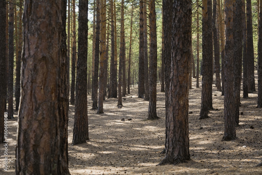 Pine forest. View of tree trunks. Forest on a sunny day. Pine forest. View of tree trunks. Forest on a sunny day.