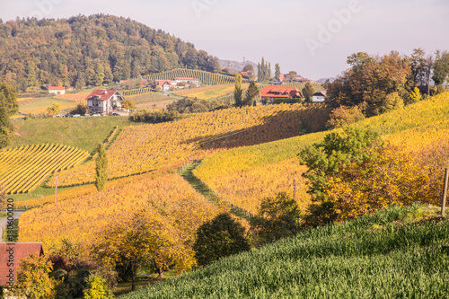 Weinberge in der S  dsteiermark im Herbst