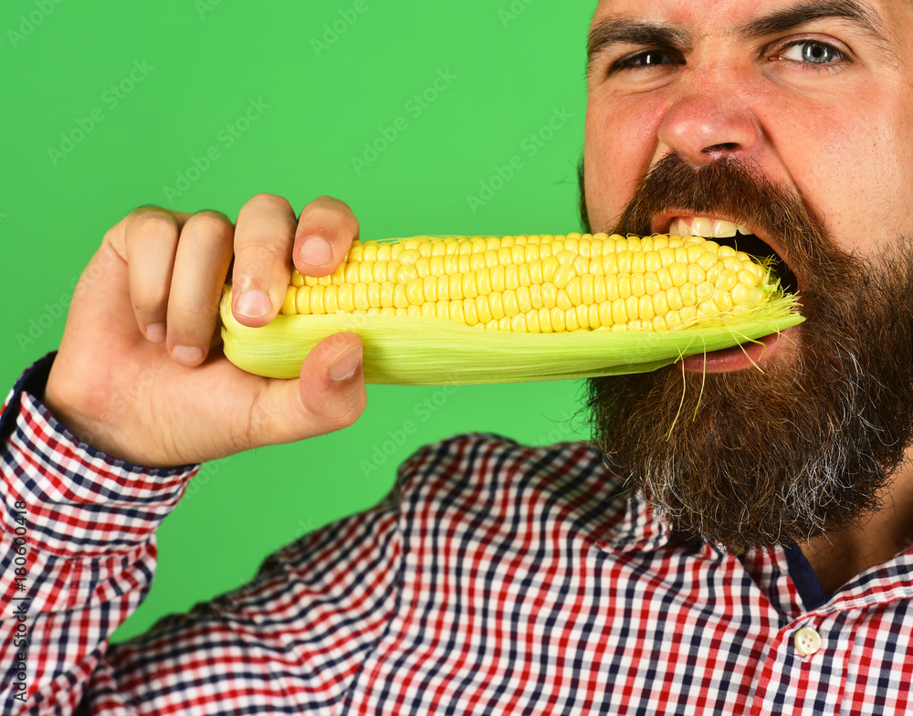 Guy shows his harvest. Man with beard bites corn cob Guy shows his harvest. Man with beard bites corn cob