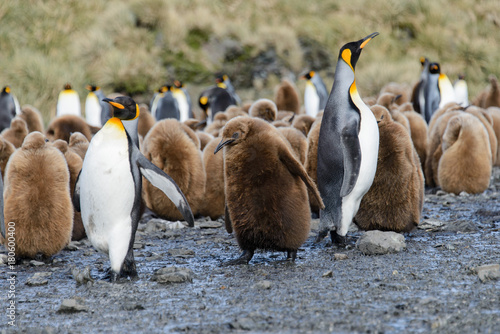 King penguin chicks