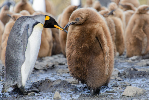 King penguin chicks