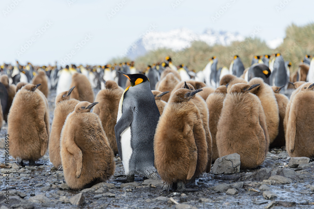 Obraz premium King penguin chicks