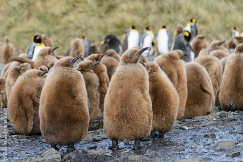 King penguin chicks © Alexey Seafarer