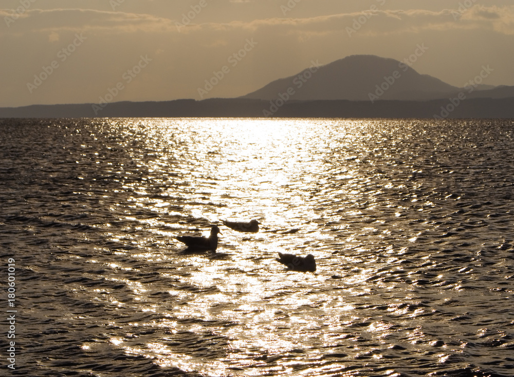 Obraz premium 夕暮れ 海鳥 素材