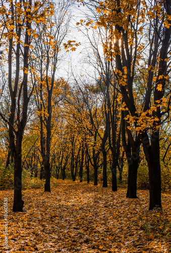 In Autumn Forest