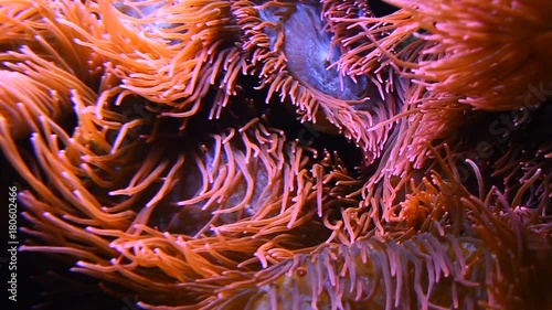 Close up pink and purple sea sebae anemone polyps in water of aquarium, low angle view
