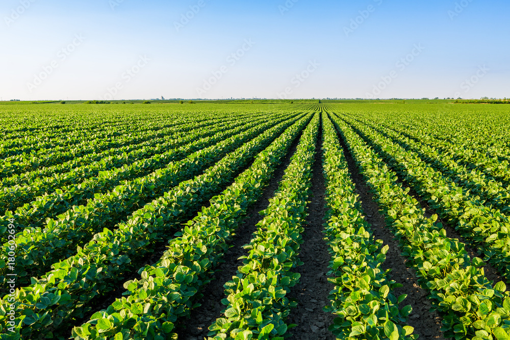 Green ripening soybean field, agricultural landscape Green ripening soybean field, agricultural landscape