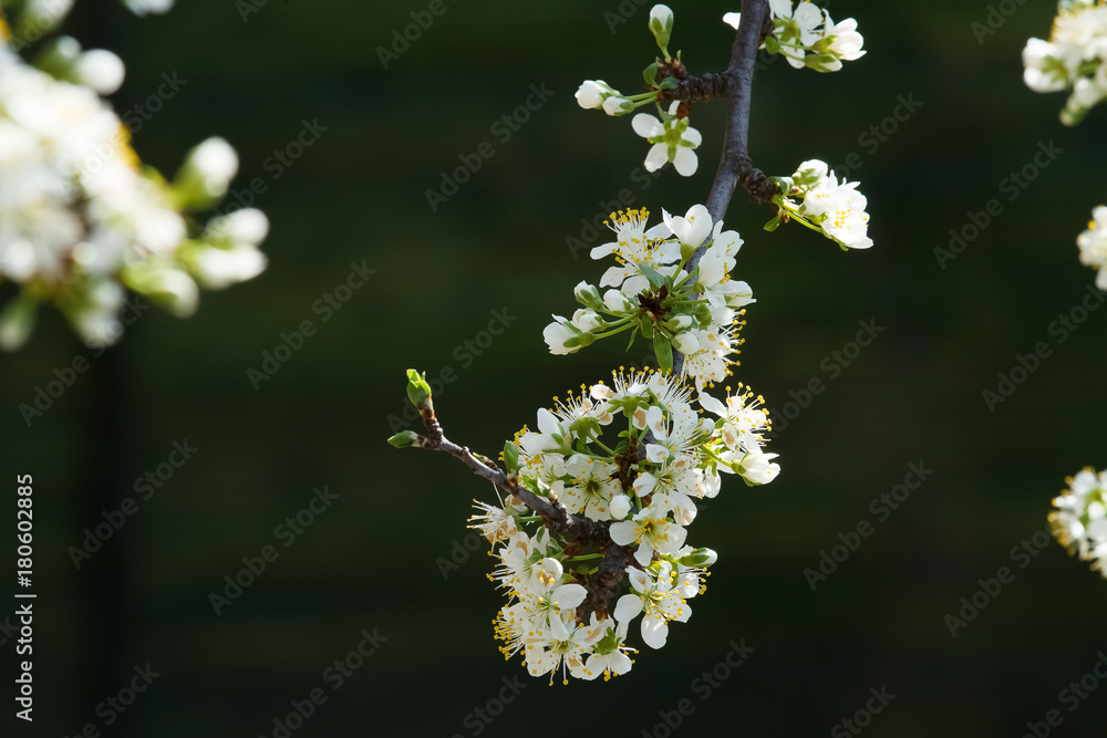 Fiori di ciliegio in piena fioritura Fiori di ciliegio in piena fioritura
