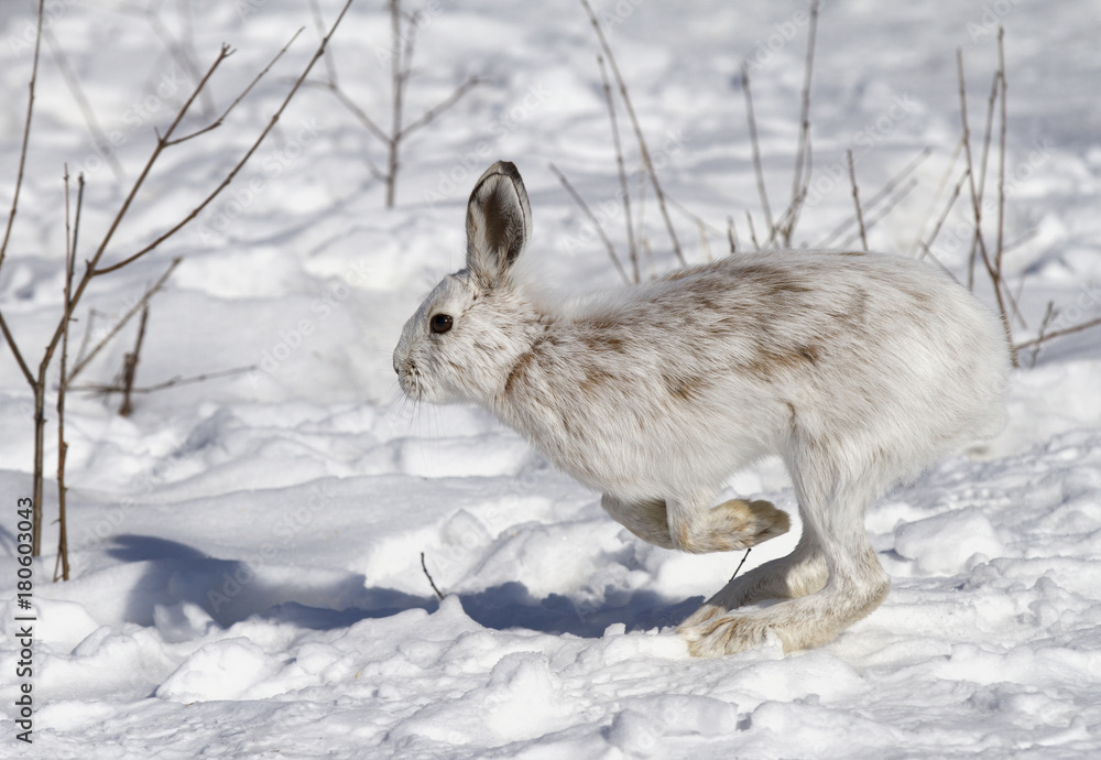Obraz premium Snowshoe hare or Varying hare (Lepus americanus) running in the winter snow in Canada