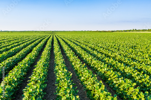 Green ripening soybean field  agricultural landscape