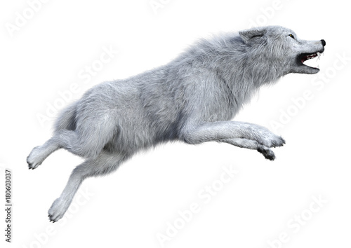 3D Rendering Arctic Wolf on White
