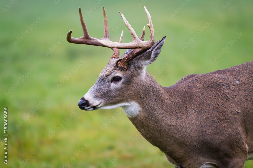 Obraz premium Stag Deer
