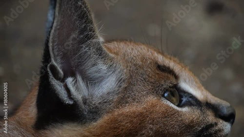 Extreme, close up side profile portrait of one cute baby caracal kitten looking away alerted, low angle view