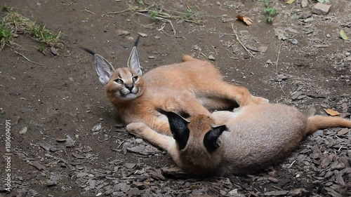 Close up view of two cute baby caracal kittens lie resting on the ground, hug and play, one looking at camera, high angle