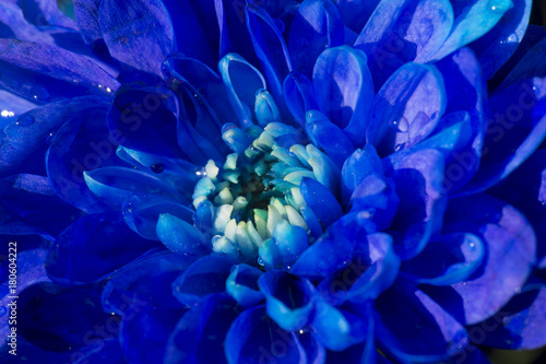 blauwe chrysant in bloei