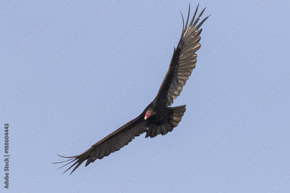 Naklejka premium Turkey vulture in flight