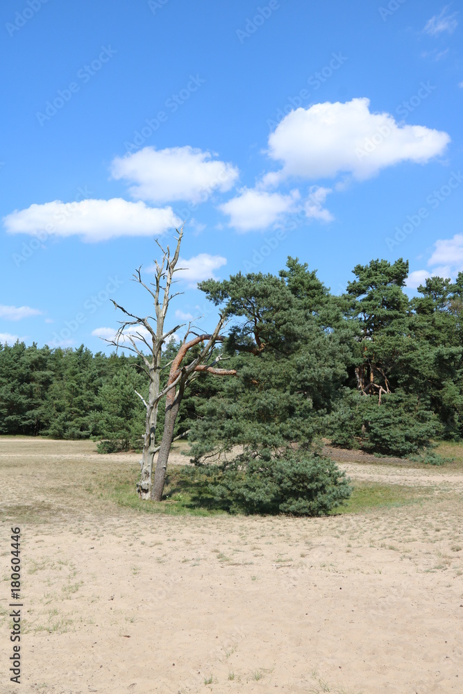 Fototapeta premium Idylle in den Verdener Dünen