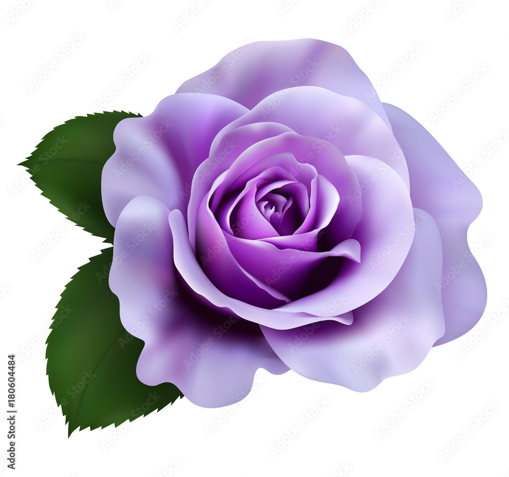 Realistic purple rose, Queen of beauty. Stock Vector | Adobe Stock