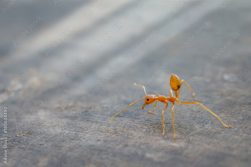 Ant standing on wooden floor