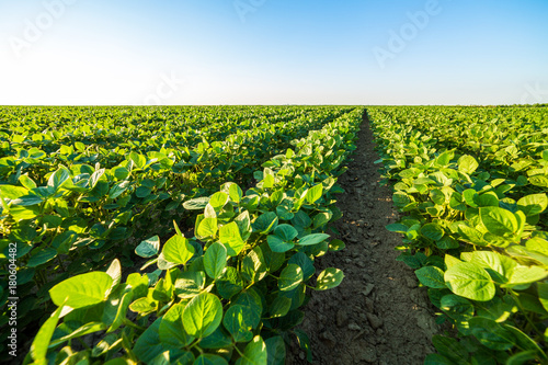 Foto Green ripening soybean field, agricultural landscape
