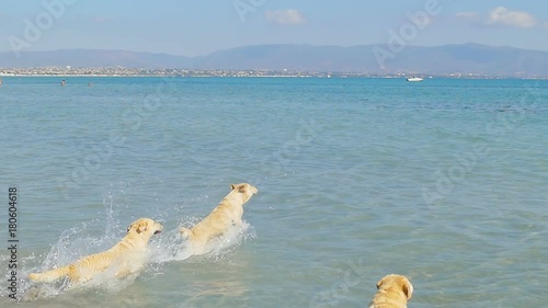 A dogs runs into a sea water on a beach. Labrador retriever go follow little ball. Having fun on summer weekend. Slow motion.