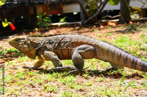 Fotografie Iggy Stop