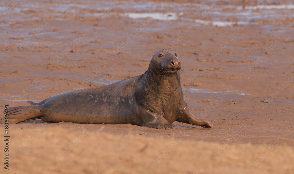 Fototapeta premium male bull seal