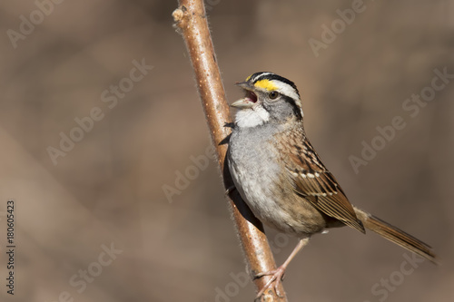 white throated sparrow in spring