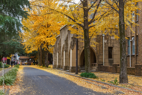 Autumn in Tokyo, Ginkgo tree and old building, Japan