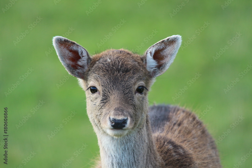 Fototapeta premium Hirsch