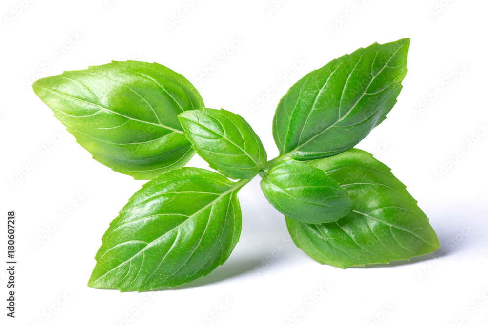 basil herb leaves basil herb leaves