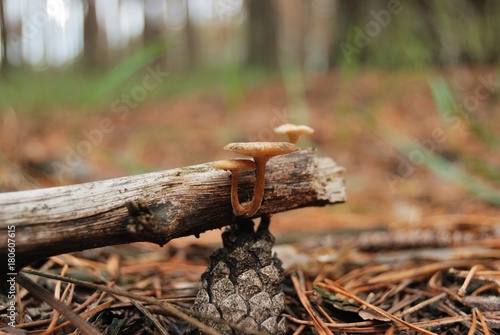branch