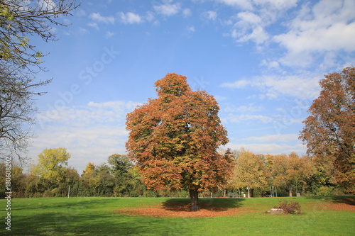 Baum im Herbst